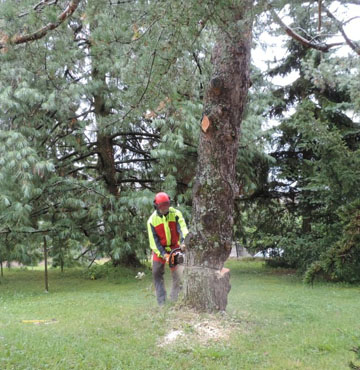 abattage d’arbre