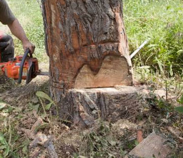 abattage d’arbre sûre​​​​​​​