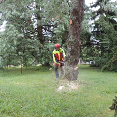 abattage de votre arbre