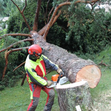 abattage de votre arbre