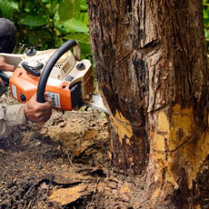 abattage de votre arbre